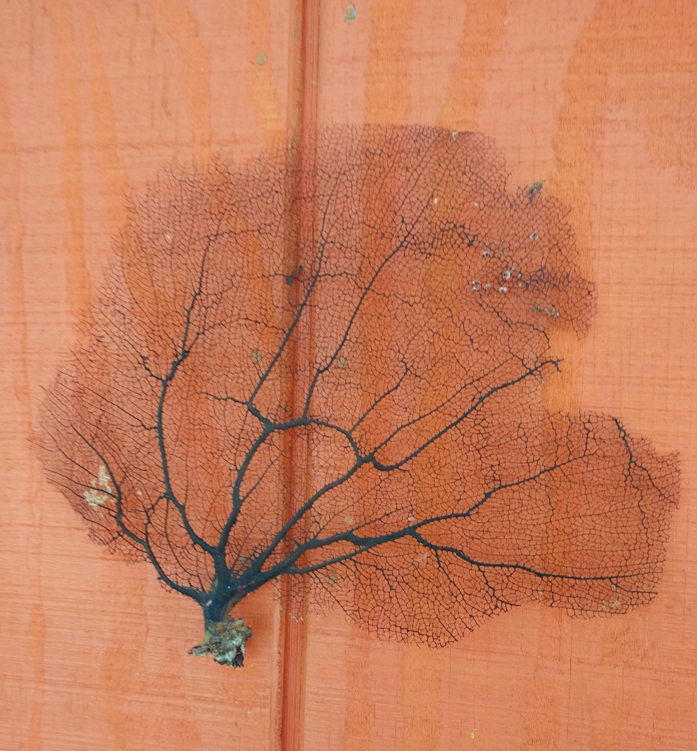 Natural Black Sea Fan Coral Bahama/ Caribbean Gorgonia