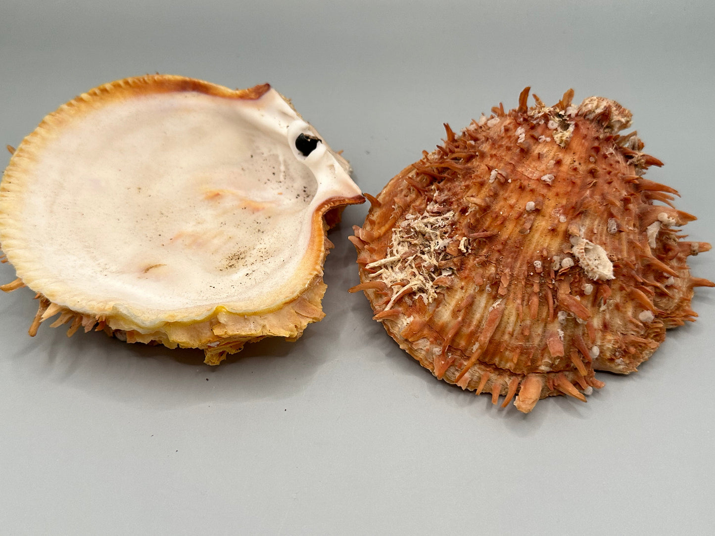 Spondylus Shell Pair 5" - Exact Shell Shown