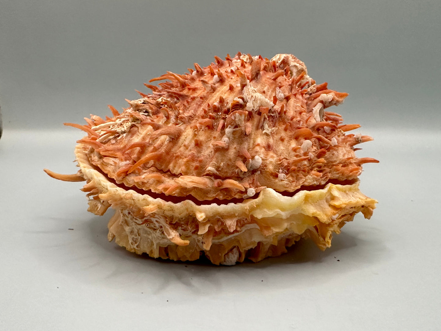 Spondylus Shell Pair 5" - Exact Shell Shown