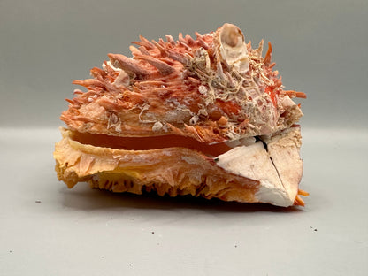 Spondylus Shell Pair 5" - Exact Shell Shown