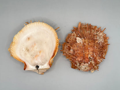 Spondylus Shell Pair 5" - Exact Shell Shown