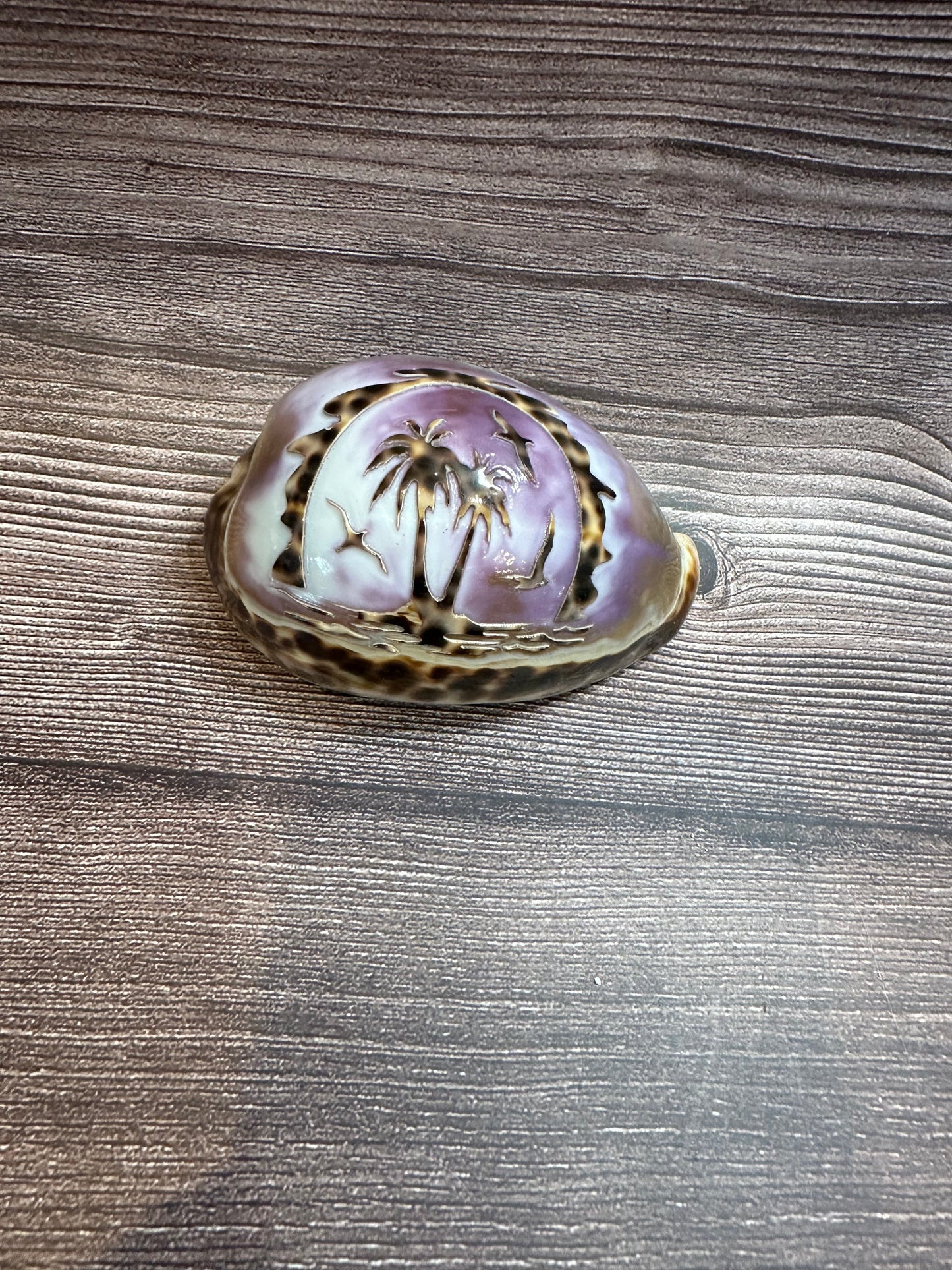 Large Carved Cowrie Shells