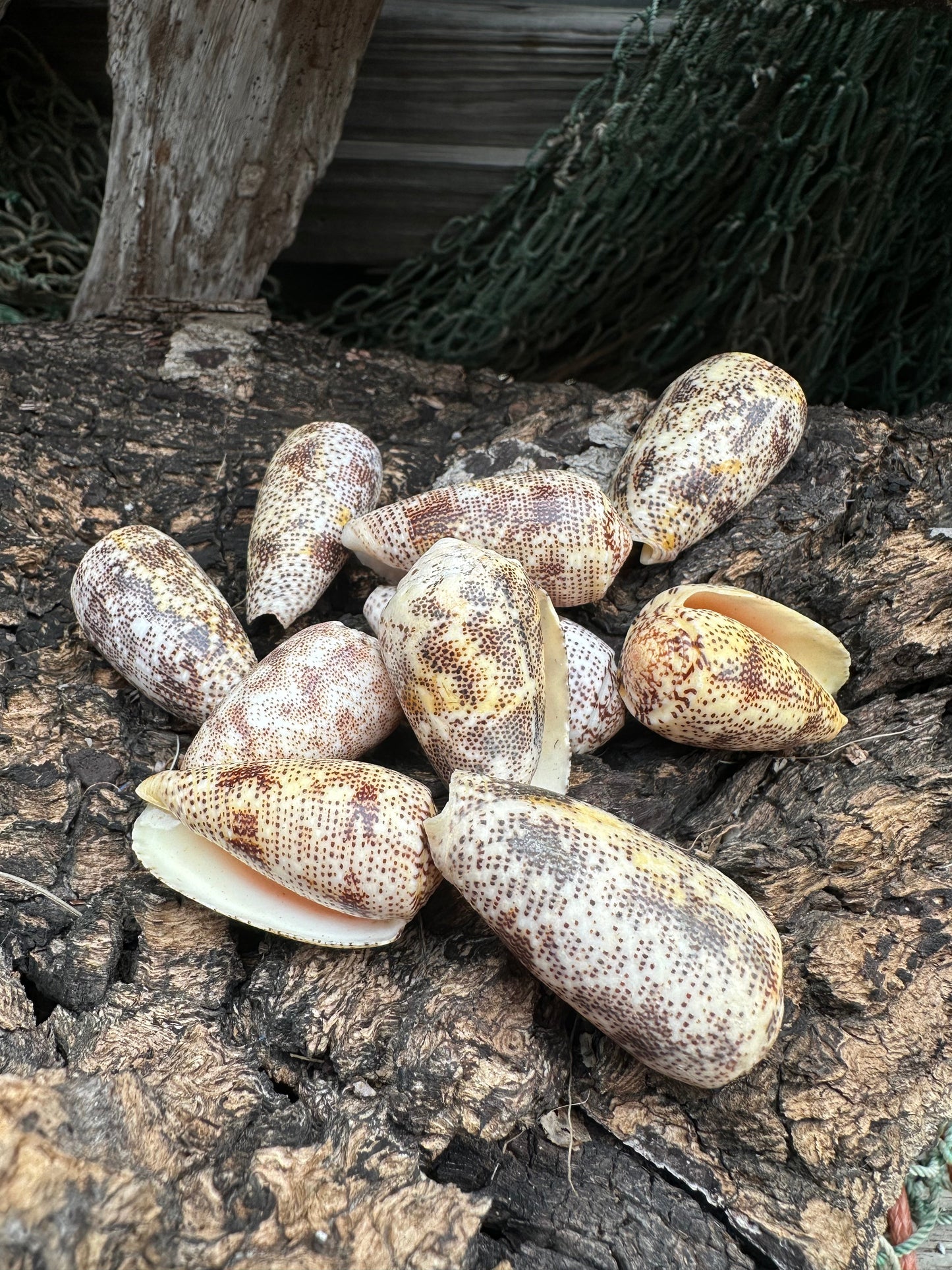 Sand-Dusted Cone - Conus arenatus