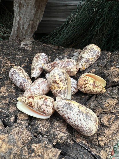 Sand-Dusted Cone - Conus arenatus