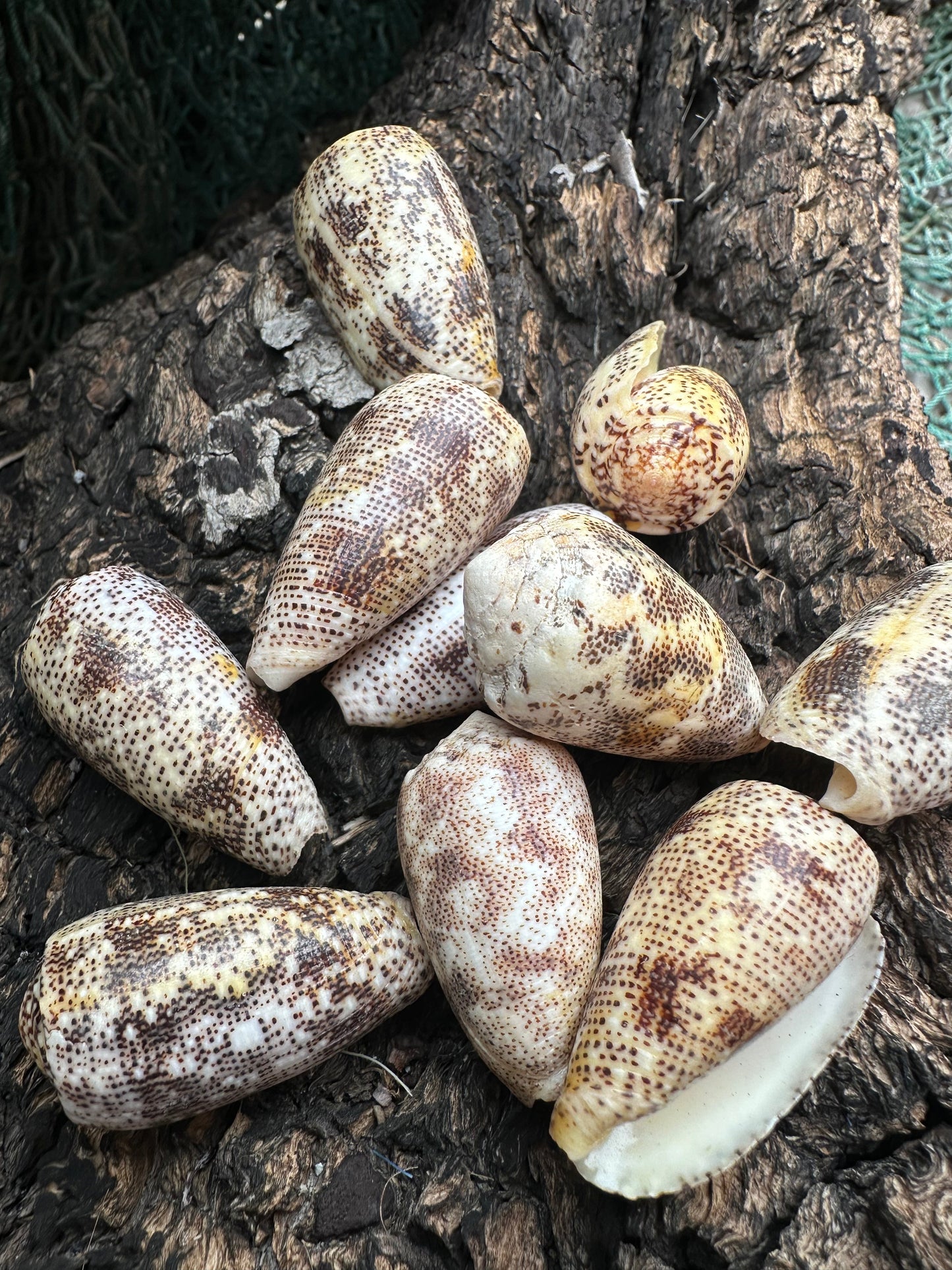 Sand-Dusted Cone - Conus arenatus