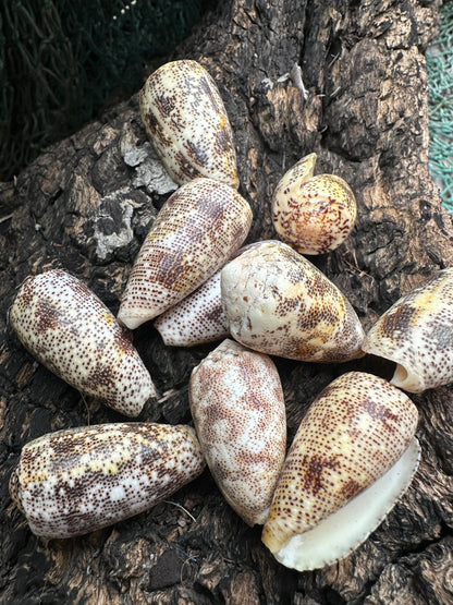 Sand-Dusted Cone - Conus arenatus