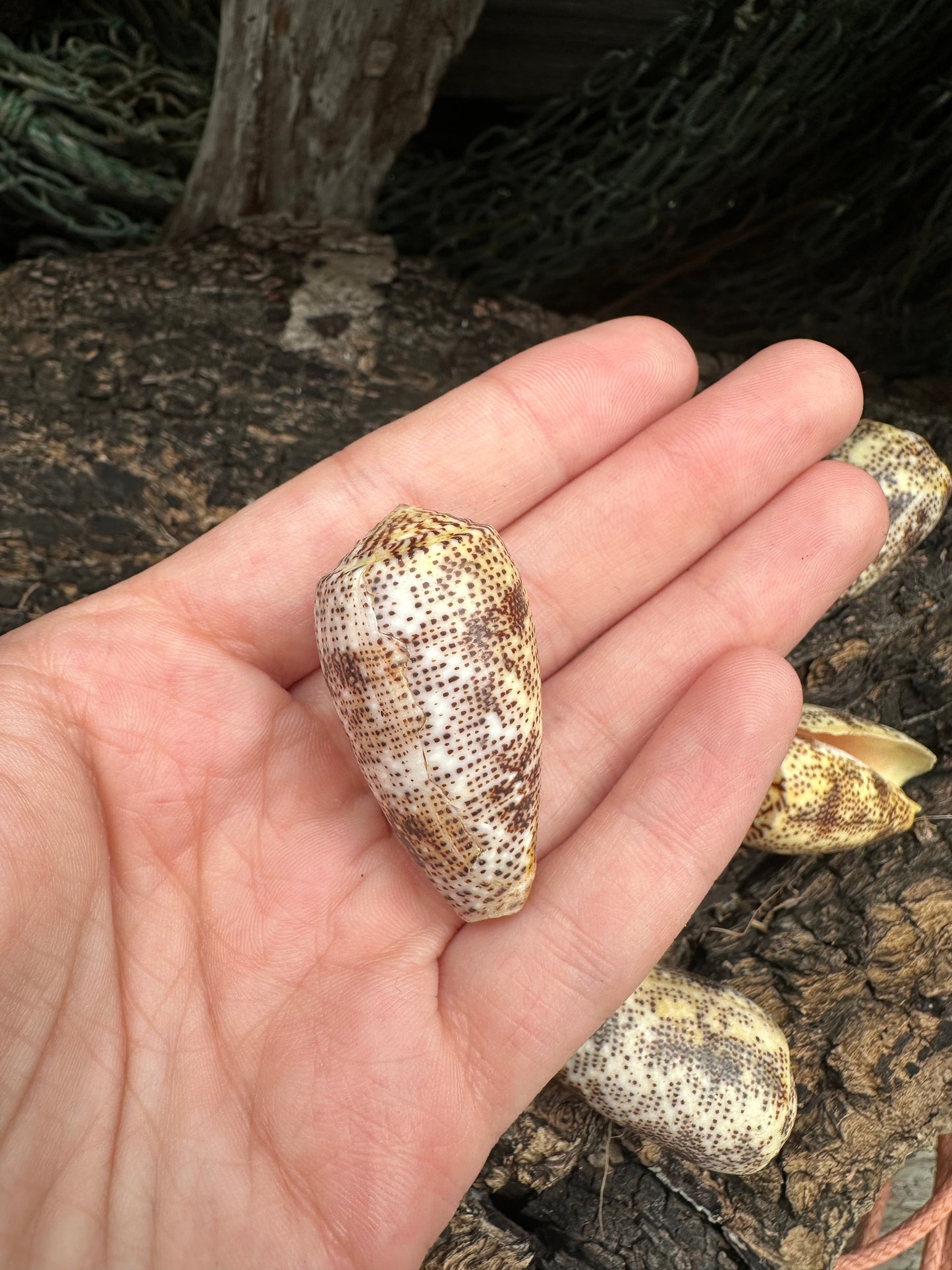 Sand-Dusted Cone - Conus arenatus