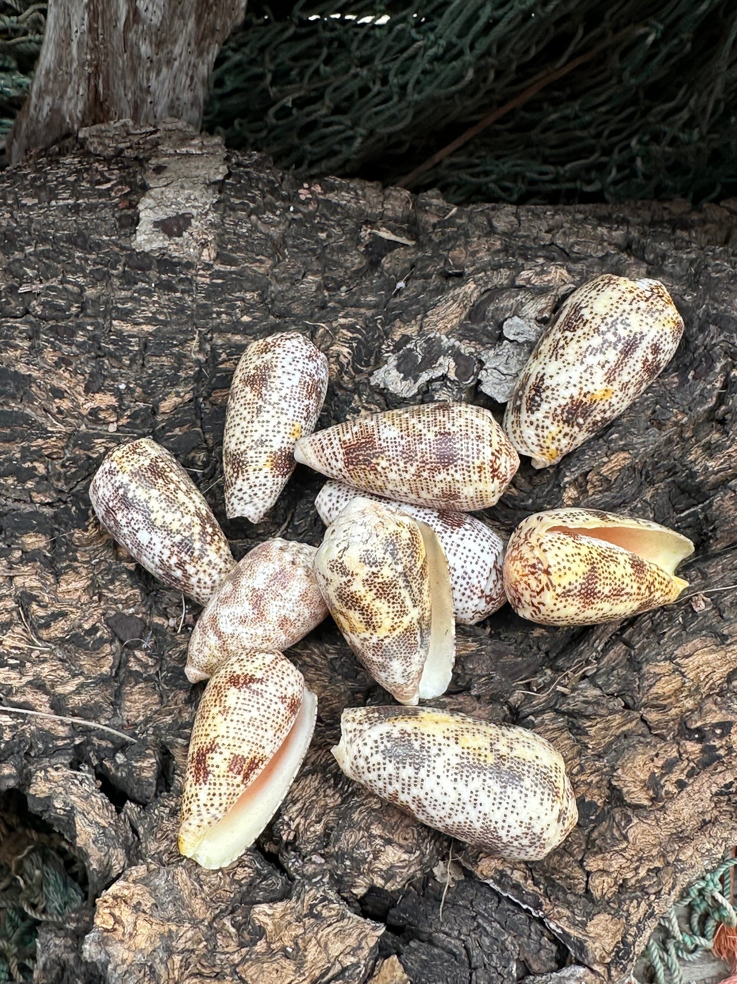Sand-Dusted Cone - Conus arenatus