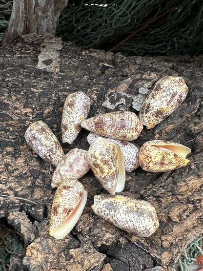 Sand-Dusted Cone - Conus arenatus