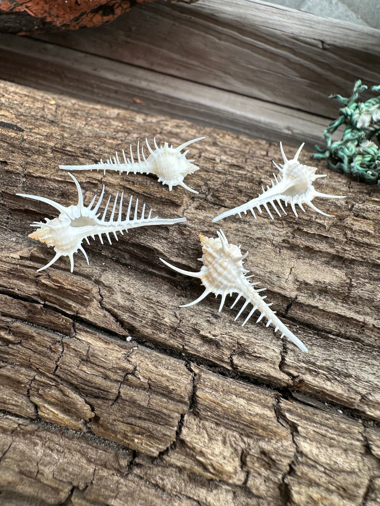 1-2" Venus Comb Murex - Murex Pecten Seashell