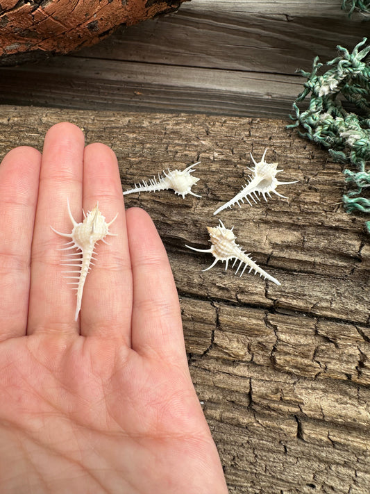 1-2" Venus Comb Murex - Murex Pecten Seashell
