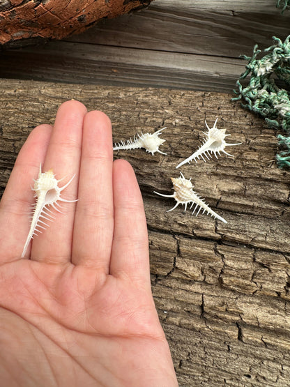 1-2" Venus Comb Murex - Murex Pecten Seashell