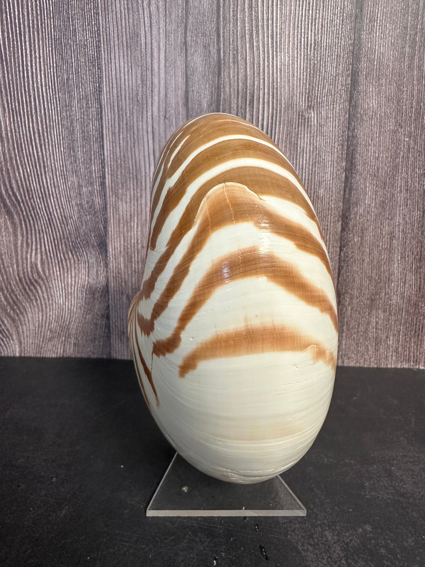 New Caledonia Nautilus - Nautilus macromphalus with Documentation