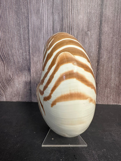 New Caledonia Nautilus - Nautilus macromphalus with Documentation