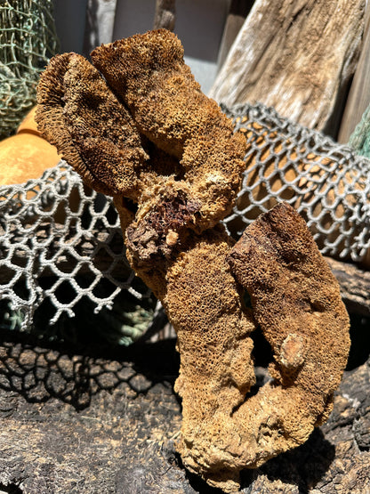 Pipe Sponge - Cribrochalina olemda