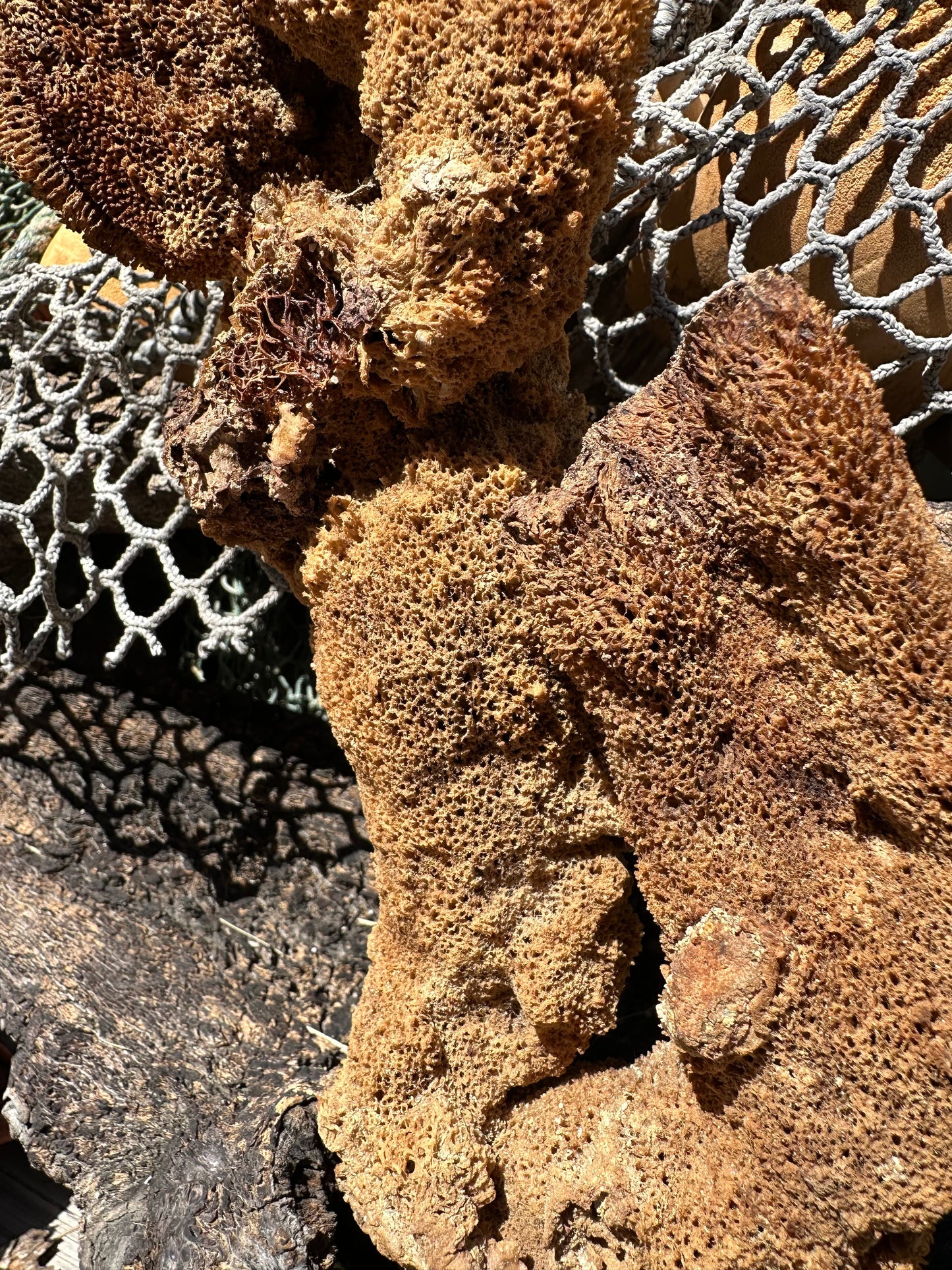 Pipe Sponge - Cribrochalina olemda