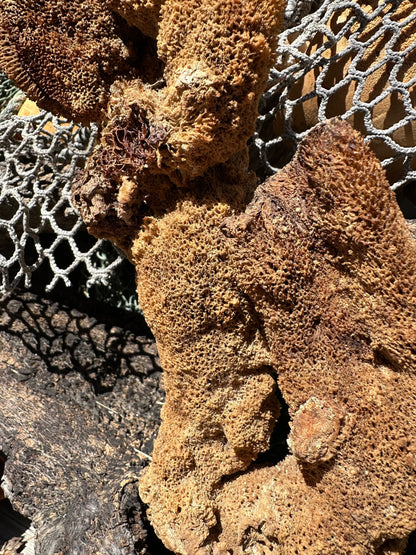 Pipe Sponge - Cribrochalina olemda
