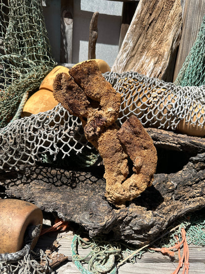 Pipe Sponge - Cribrochalina olemda