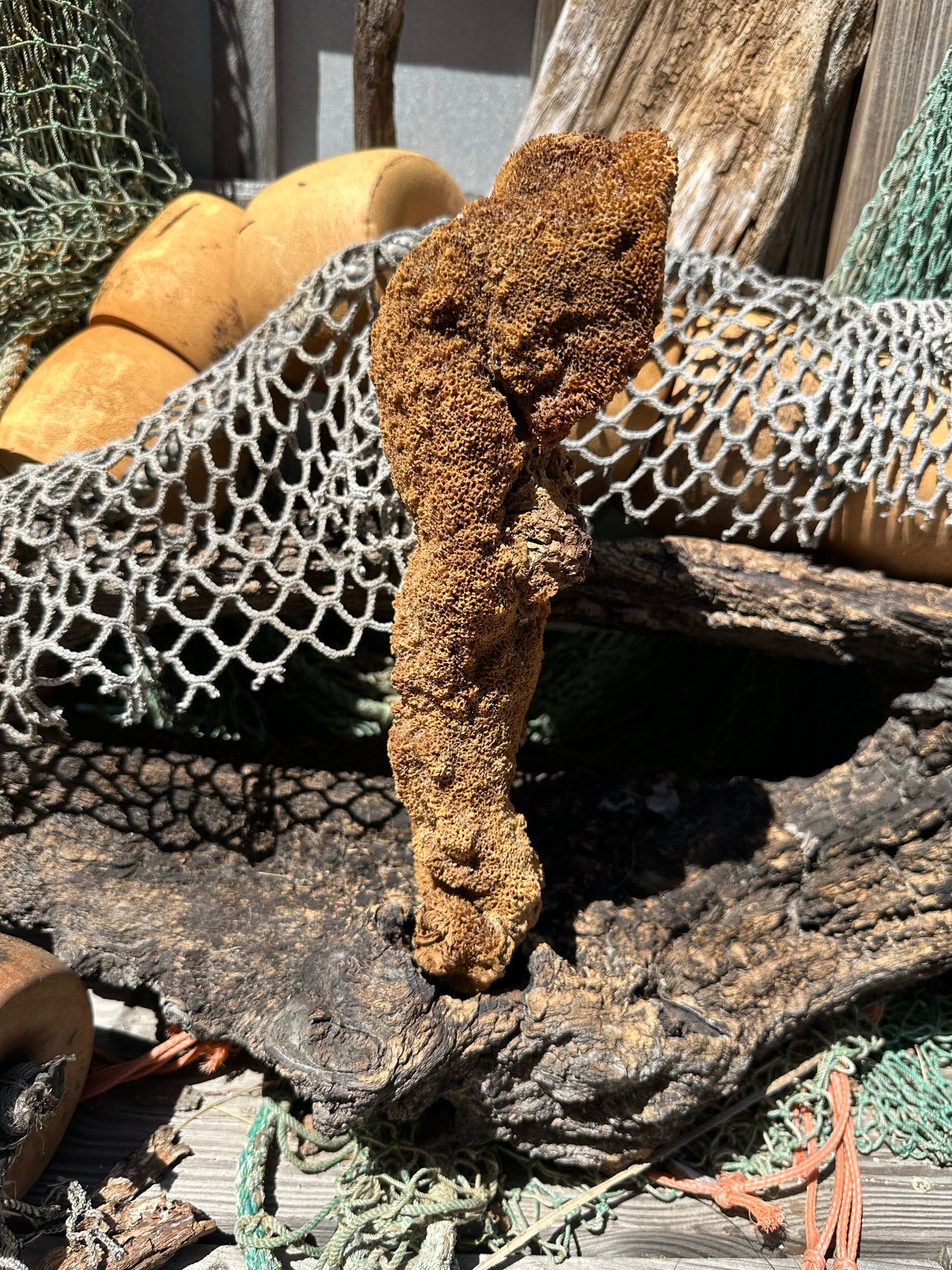 Pipe Sponge - Cribrochalina olemda