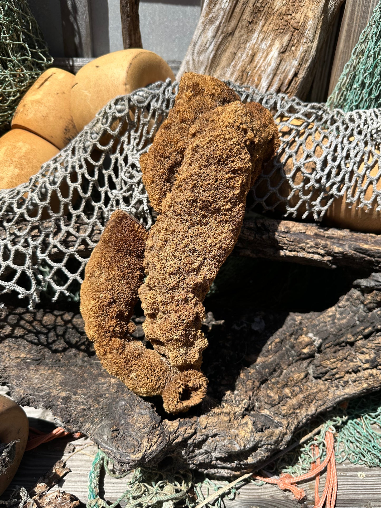 Pipe Sponge - Cribrochalina olemda