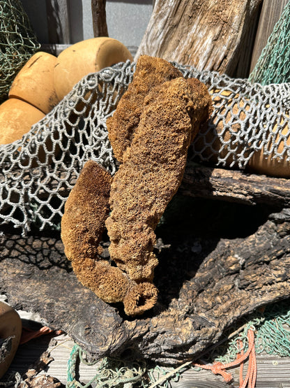 Pipe Sponge - Cribrochalina olemda