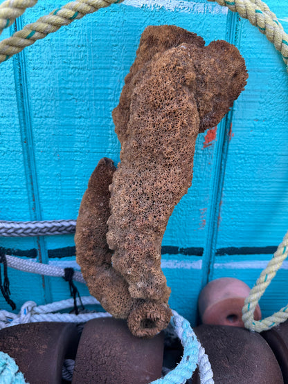 Pipe Sponge - Cribrochalina olemda