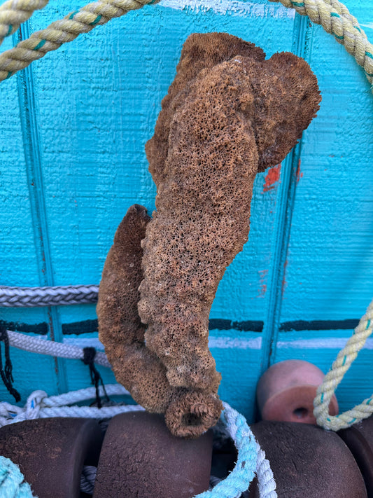 Pipe Sponge - Cribrochalina olemda