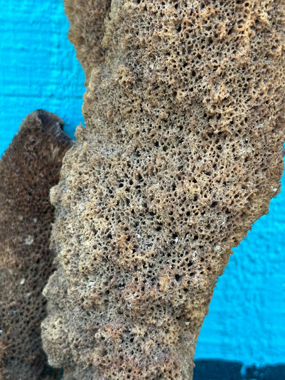 Pipe Sponge - Cribrochalina olemda