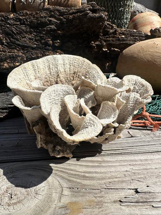 Vintage Natural Poca Coral - 7x8x4.5"