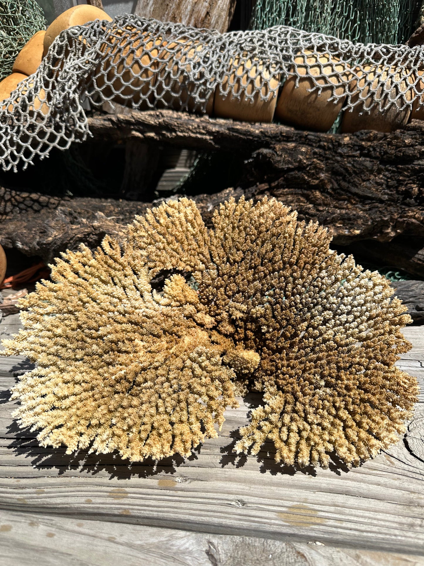 Natural Table Coral - 14x11x6"