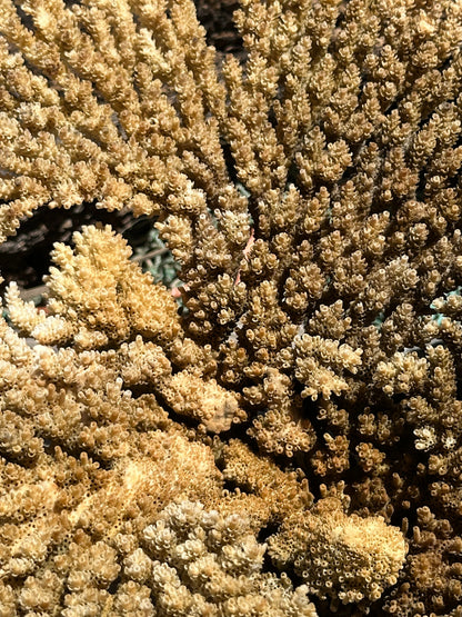 Natural Table Coral - 14x11x6"