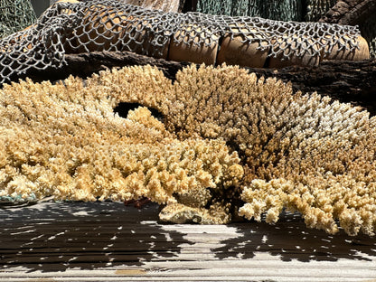Natural Table Coral - 14x11x6"