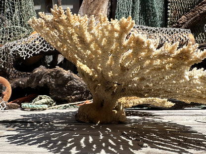 Natural Table Coral - 14x11x6"