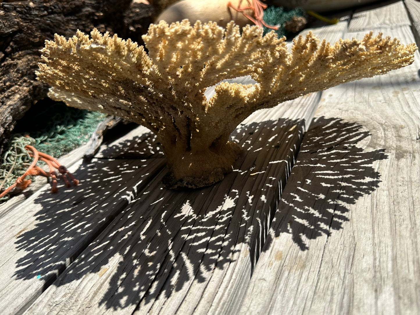 Natural Table Coral - 14x11x6"