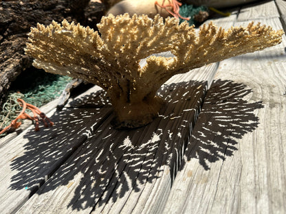 Natural Table Coral - 14x11x6"
