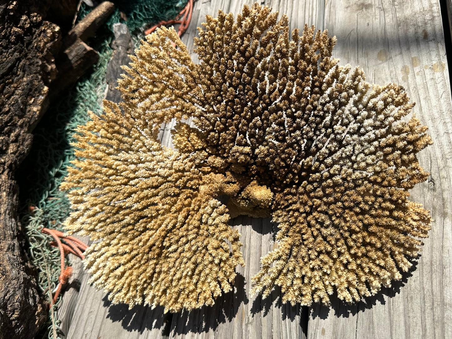 Natural Table Coral - 14x11x6"