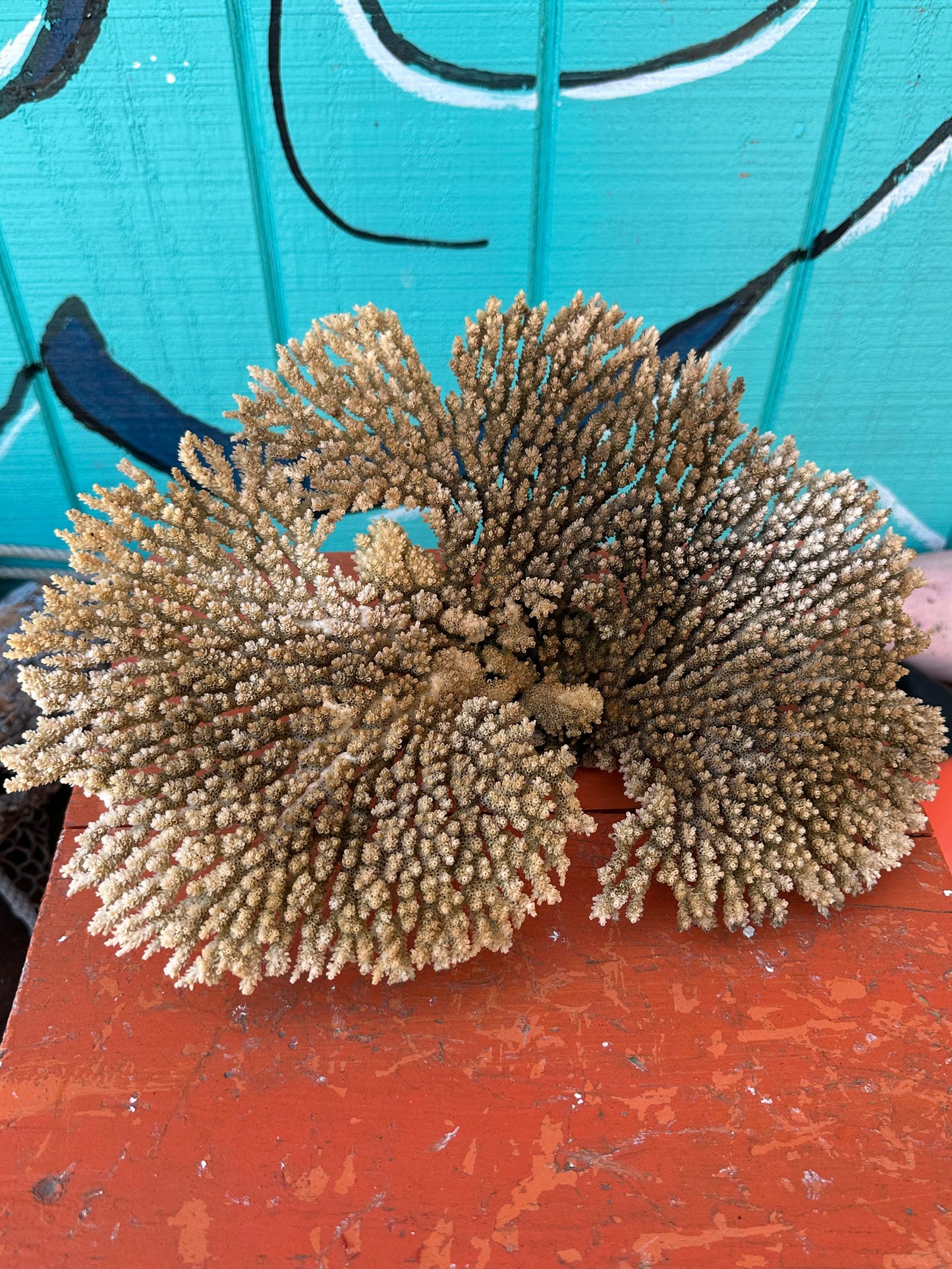 Natural Table Coral - 14x11x6"