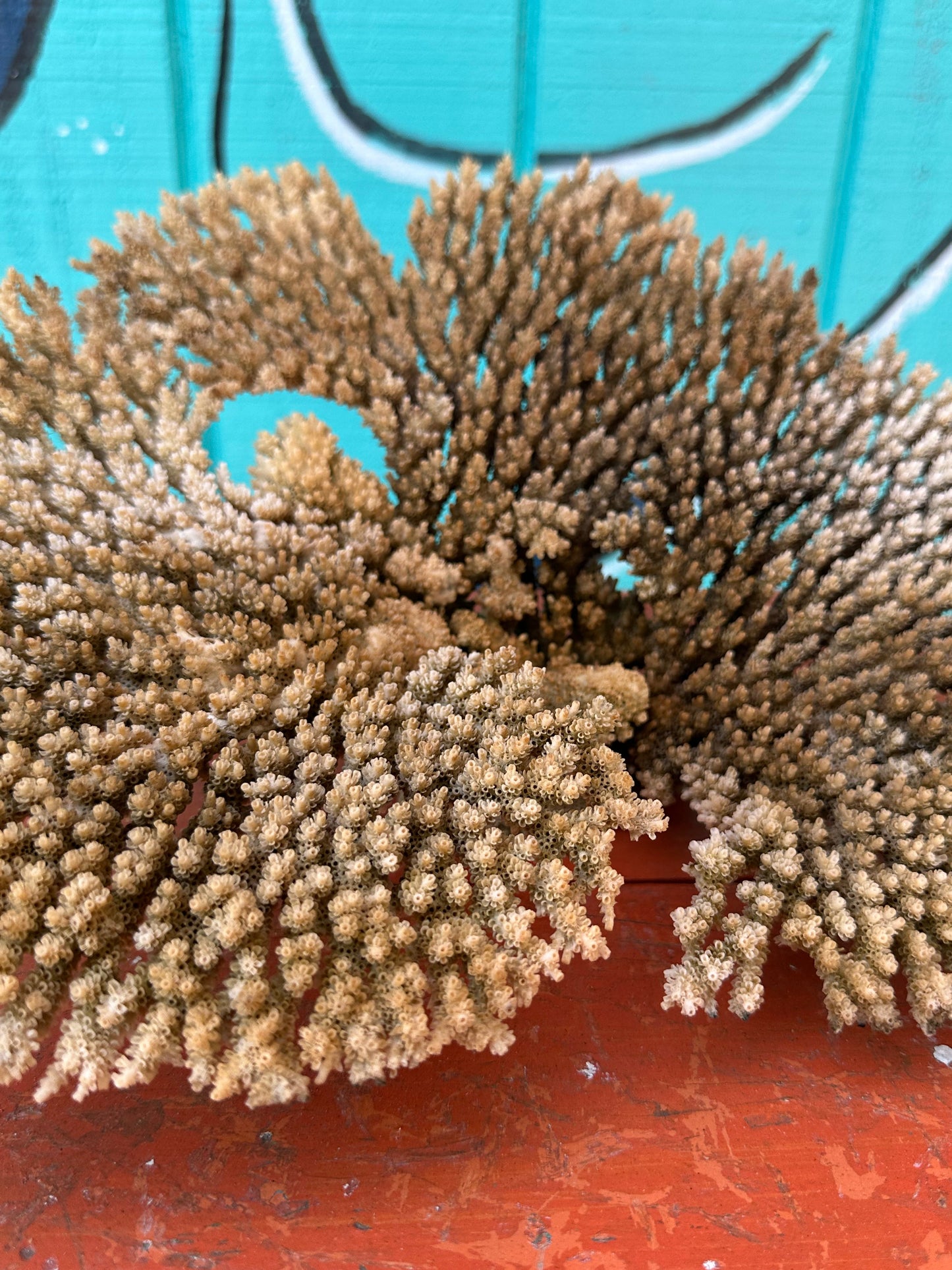 Natural Table Coral - 14x11x6"