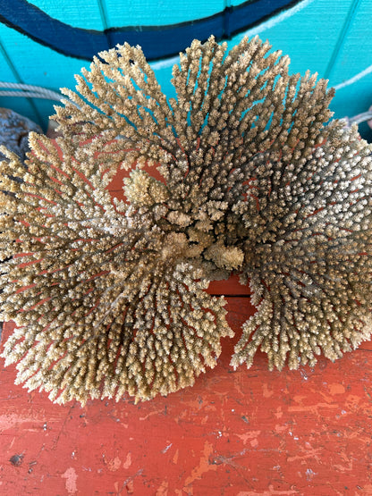 Natural Table Coral - 14x11x6"