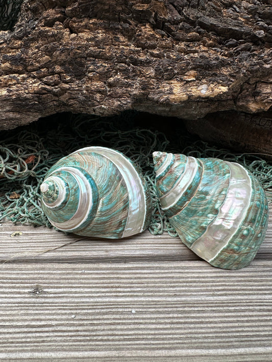 Large Banded Jade & Pearl Turbo Shell- 2 Sizes