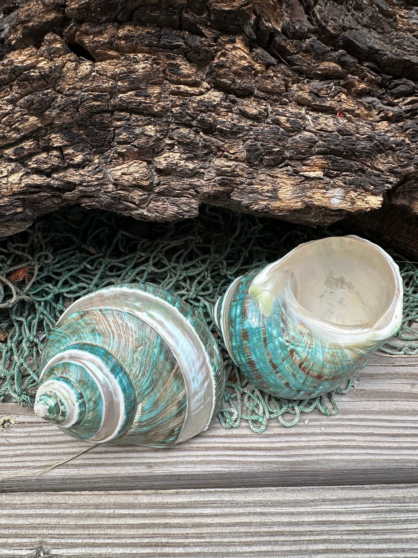 Large Banded Jade & Pearl Turbo Shell- 2 Sizes