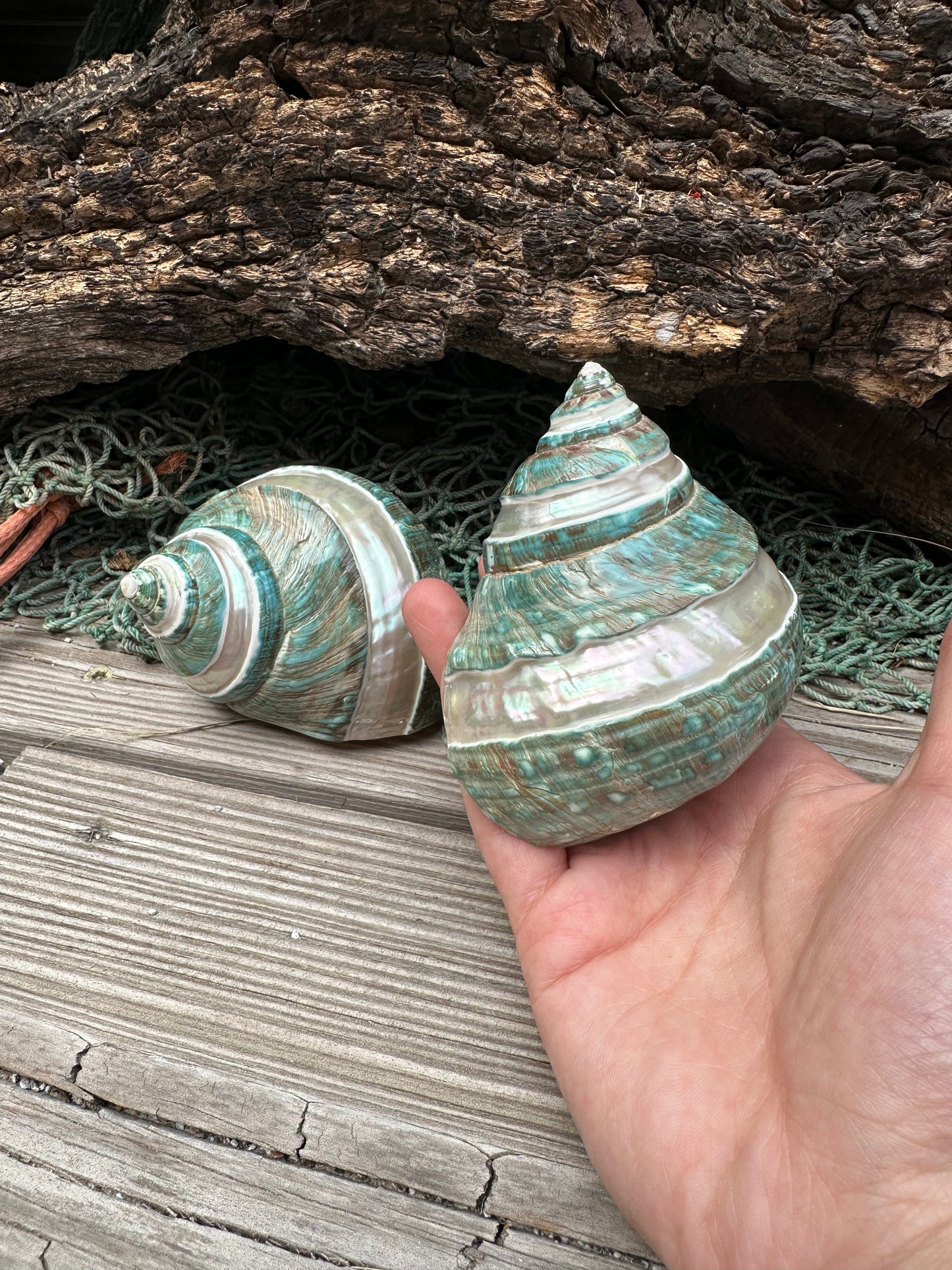 Large Banded Jade & Pearl Turbo Shell- 2 Sizes