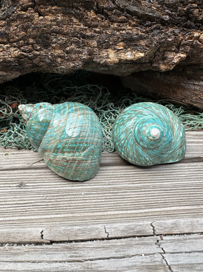 Large Polished Jade Turbo - Turbo burgessi