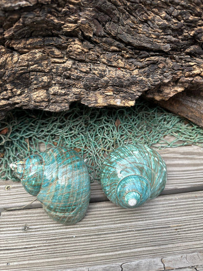 Large Polished Jade Turbo - Turbo burgessi