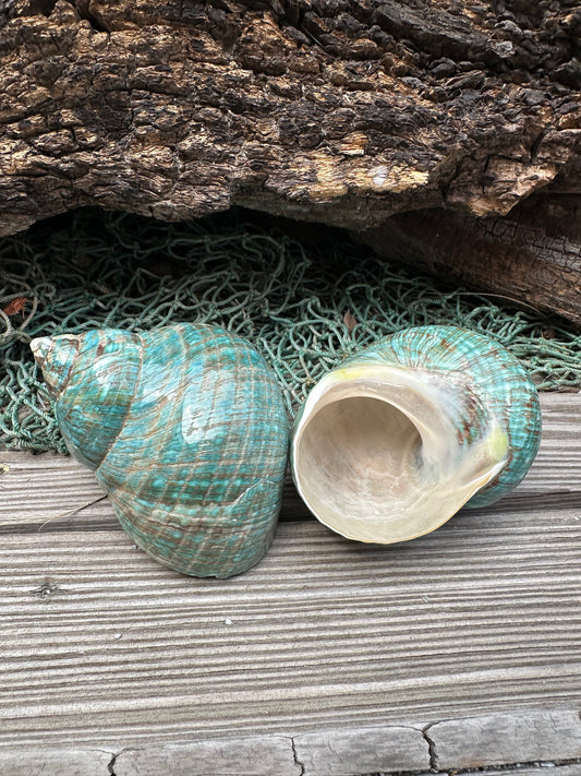 Large Polished Jade Turbo - Turbo burgessi