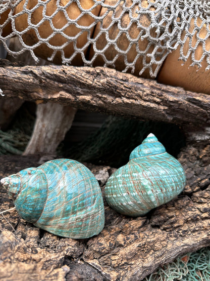 Large Polished Jade Turbo - Turbo burgessi