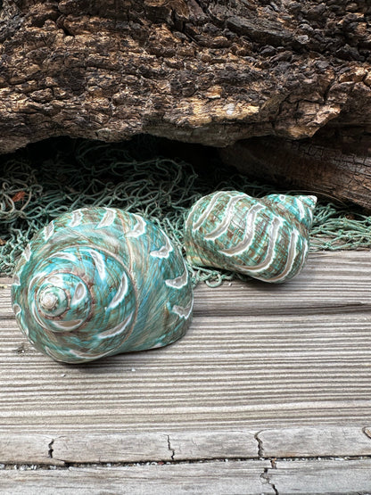 Large Carved Jade Turbo - Turbo burgessi