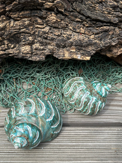 Large Carved Jade Turbo - Turbo burgessi