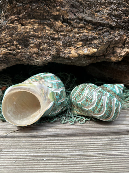 Large Carved Jade Turbo - Turbo burgessi