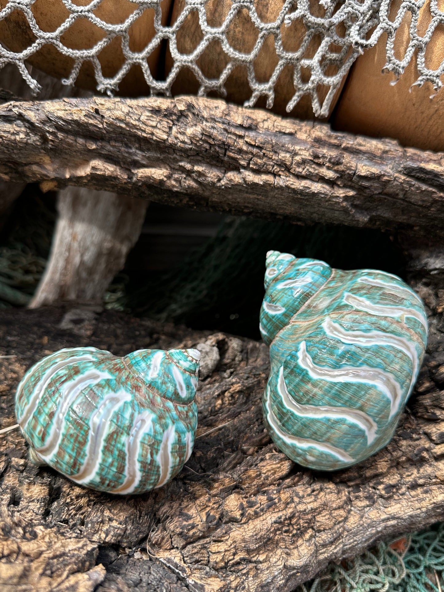 Large Carved Jade Turbo - Turbo burgessi